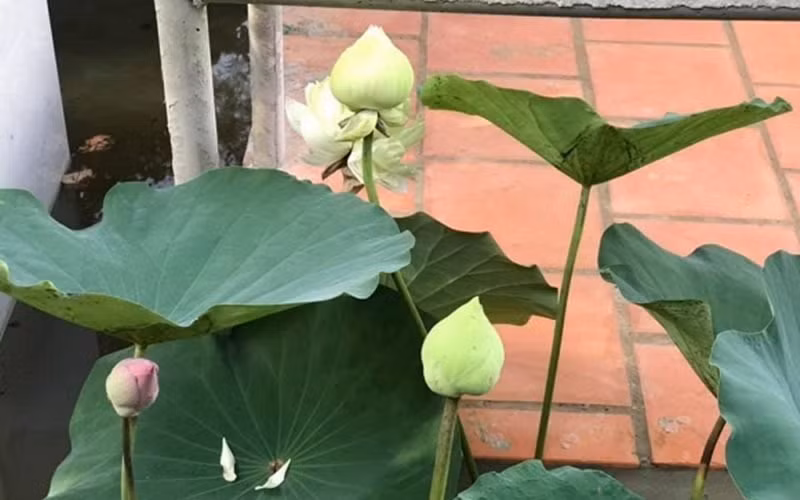 Những loại hoa như hoa hồng, hoa sen cũng có quanh nhà.