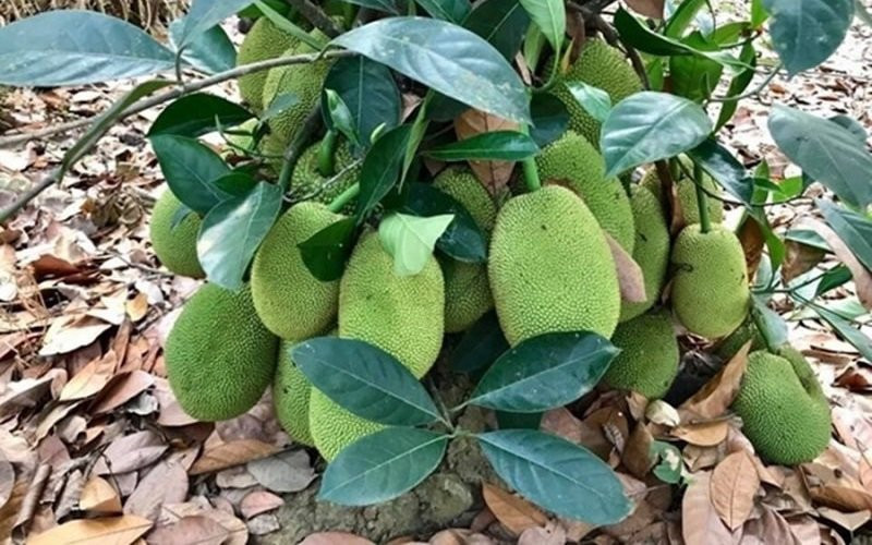 Mít, ổi, đu đủ… sai trĩu.