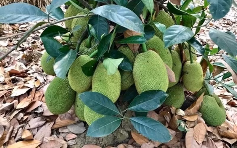 Mít, ổi, đu đủ… sai trĩu.