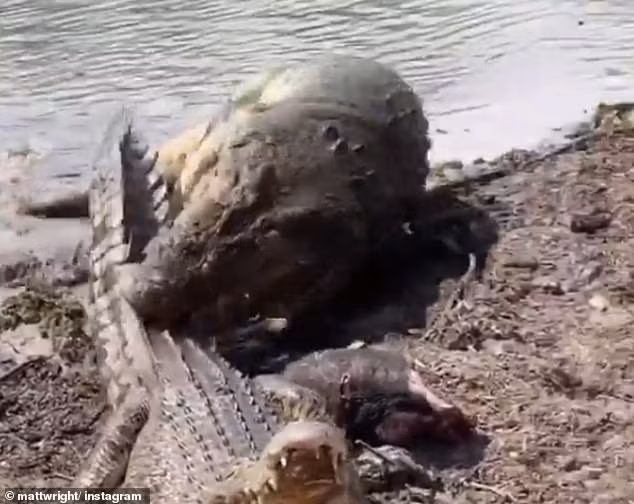 Lang thang vao lanh tho cua ca sau duc, con cai bi quat 'toi ta'