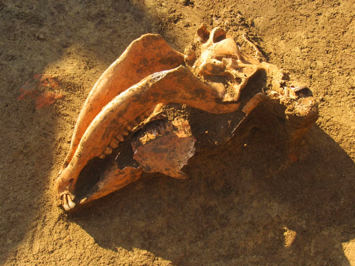 "Trong vài năm tới, chúng tôi sẽ tìm hiểu thêm thông tin về gia đình được chôn cất tại khu khảo cổ này", ông Dizdar nói.