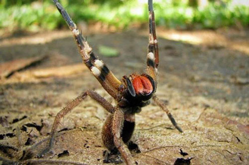 Vết cắn nhỏ của loài nhện Brazil này có thể hạ gục một người trưởng thành chỉ trong vài phút. Loài nhện trên có 8 loài và hầu hết đều sống ở Brazil. Một số loài nhện có nọc độc có thể tìm thấy ở khu vực châu Mỹ La Tinh, từ Costa Rica đến Argentina. Trong ấn bản sách Kỷ lục Guinness năm 2012, loài nhện này được xếp độc nhất thế giới.