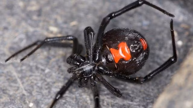 Các nhà khoa học đã nghiên cứu nọc độc của loài nhện này từ những năm 1920 và phát hiện ra rằng nó là sự pha trộn phức tạp nhiều loại độc tố khác nhau, bao gồm cả nhiều loại protein và peptide. Nó có tác động rất mạnh đến hệ thống thần kinh của kẻ bị tấn công, gây ra các triệu chứng như tê liệt, phù nề, co giật và nhiều hơn nữa, trong đó có cả triệu chứng cương cứng đau đớn.