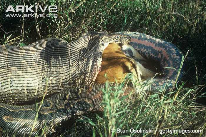 Nguoi dan ong lieu keo duoi tran 