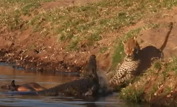 Bao hoa mai cuop bua trua cua ca sau, khong ngo...