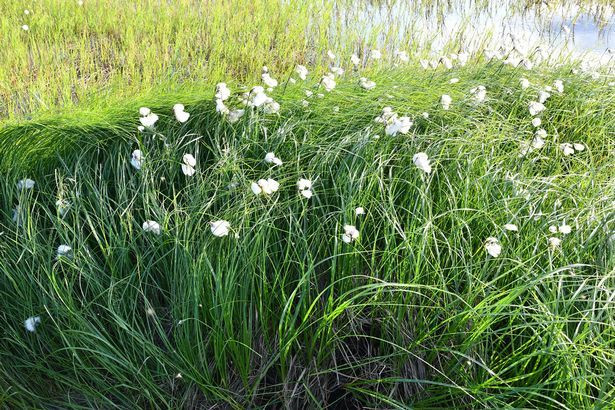 Choang vang lanh nguyen Bac Cuc bien thanh canh dong co hoa ruc ro-Hinh-2