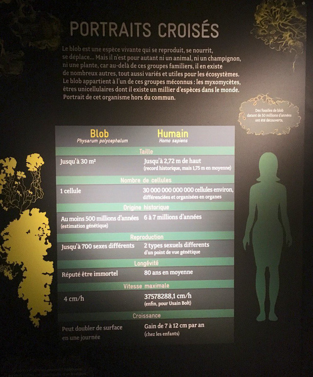 Choang vang kham pha 