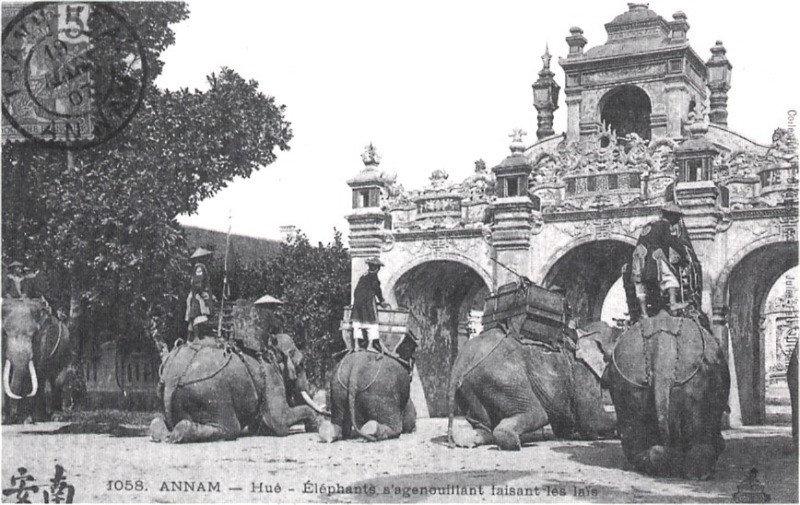 Những con voi nằm phủ phục dưới đất khi nghe lệnh của người quản tượng.