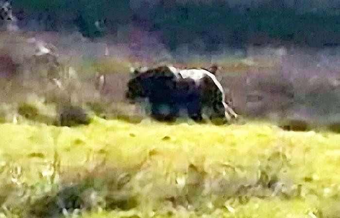 Ảnh chụp con thú được cho là Quái vật vùng Exmoor.