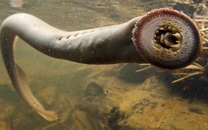 Loài cá mút đá thường bám vào động vật khác để hút máu.