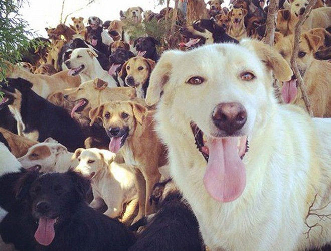 Sự vui vẻ của các chú chó đã biến nơi đây thành địa điểm tuyệt vời cho những tín đồ của loài động vật đáng yêu này khi muốn kiếm tìm những phút giây thư giãn
