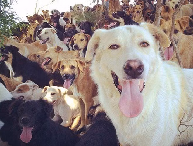 Sự vui vẻ của các chú chó đã biến nơi đây thành địa điểm tuyệt vời cho những tín đồ của loài động vật đáng yêu này khi muốn kiếm tìm những phút giây thư giãn
