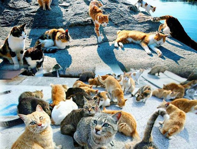 Đảo Aoshima nằm ở phía nam Nhật Bản, tỉ lệ mèo và dân ở đây là 6:1. Vì thế chúng nghiễm nhiên trở thành "bá chủ" của đảo Aoshima (khoảng 150 cá thể). Hiện, hòn đảo đã trở thành điểm đến hút khách du lịch bởi những "gia chủ" thân thiện luôn "quấn" người khi có ai đó đặt chân lên đảo