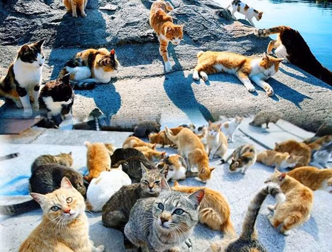 Đảo Aoshima nằm ở phía nam Nhật Bản, tỉ lệ mèo và dân ở đây là 6:1. Vì thế chúng nghiễm nhiên trở thành "bá chủ" của đảo Aoshima (khoảng 150 cá thể). Hiện, hòn đảo đã trở thành điểm đến hút khách du lịch bởi những "gia chủ" thân thiện luôn "quấn" người khi có ai đó đặt chân lên đảo