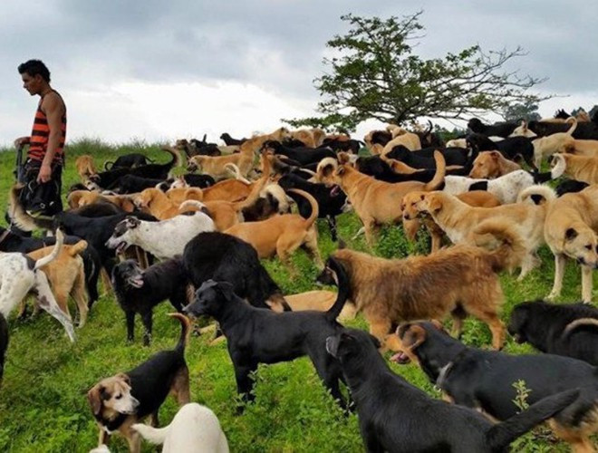Thuộc địa phận của đất nước xinh đẹp Costa Rica, Territorio de Zaguates-chính là "thiên đường" của loài chó. Bởi đây là ngôi nhà chung của 900 chú chó hoang được một tổ chức tình nguyện tư nhân đem về từ khắp nơi trên thế giới