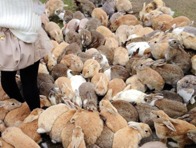 Mỗi năm, hòn đảo đón gần 100.000 khách du lịch vì những chú thỏ ở đây rất thân thiện và hiếu khách. Đây cũng là địa điểm check-in tuyệt vời bởi khung cảnh tuyệt đẹp, đặc biệt là mùa hoa anh đào nở