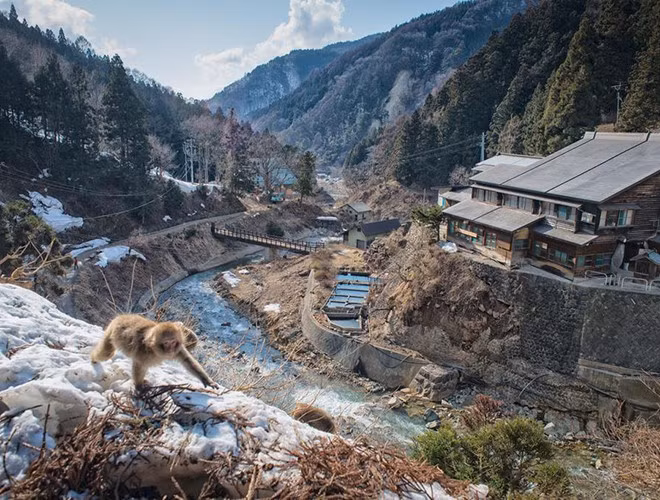 Công viên Jigokudani (ở tỉnh Nagano, Nhật Bản) nổi tiếng với nhiều suối nước nóng lộ thiên. Tuy nhiên, băng tuyết luôn bao phủ quanh năm nên du khách ghé chân đến đây chỉ có những chú khỉ tuyết. 160 cá thể khỉ đã biến công viên Jigokudani trở thành "khu nghỉ dưỡng" có "1-0-2" trên thế giới.