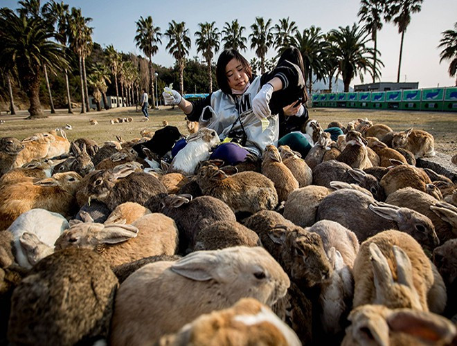 Okunoshima hay còn được gọi là "đảo thỏ", là một hòn đảo nhỏ thuộc thành phố Takehara, tỉnh Hiroshima, Nhật Bản. Sở dĩ gọi như vậy vì "cư dân" của đảo chính là... loài thỏ. (Khoảng 300 cá thể)