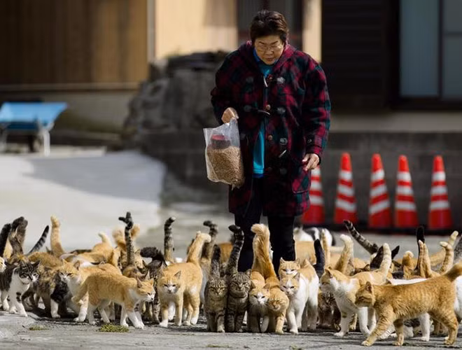 Đảo Tashirojima nằm ở phía đông bắc Nhật Bản. Ở đây, mèo chính là vua. Vì trong tín ngưỡng dân gian, mèo được coi là linh vật đem lại may mắn cho nghề đánh cá. Ngoài ra, từ giữa thế kỷ XVIII mèo đã giúp ngành nuôi tằm dệt lụa ở đây phát triển bằng cách ngăn chặn chuột ăn tằm