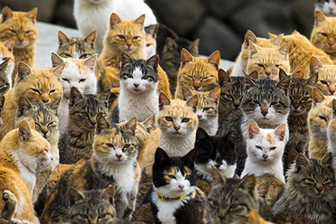 Nếu có dịp tới Nhật Bản hắn những tín đồ yêu mèo sẽ tìm ngay đến "Đảo mèo". Đây vốn là danh từ chung chỉ 13 hòn đảo nổi tiếng ở đất nước mặt trời mọc có số lượng mèo nhiều hơn số lượng dân cư. Trong đó nổi bật là đảo Tashirojima (ở tỉnh Miyagi) và đảo Aoshima (ở tỉnh Ehime)