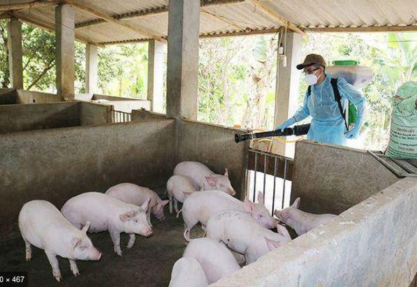 Ba Ria - Vung Tau: Kiem soat tot dich benh tren dan gia suc, gia cam