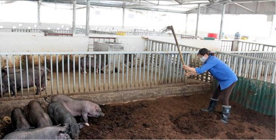 Công nghệ biến bùn thải chăn nuôi thành nguồn tài nguyên hữu ích - Hình 2 Cong nghe bien bun thai chan nuoi thanh nguon tai nguyen huu ich-Hinh-2