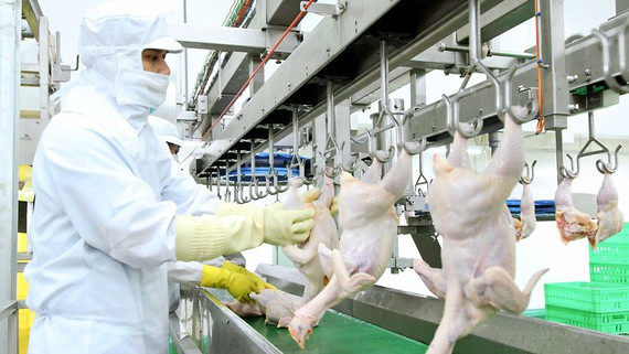 Sự thật ít biết về tác dụng "lạ" của lông gia cầm Su that it biet ve tac dung