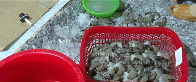 Bạc Liêu: Cơ sở bơm tạp chất vào tôm bị phạt 60 triệu đồng - Hình 2 Bac Lieu: Co so bom tap chat vao tom bi phat 60 trieu dong-Hinh-2