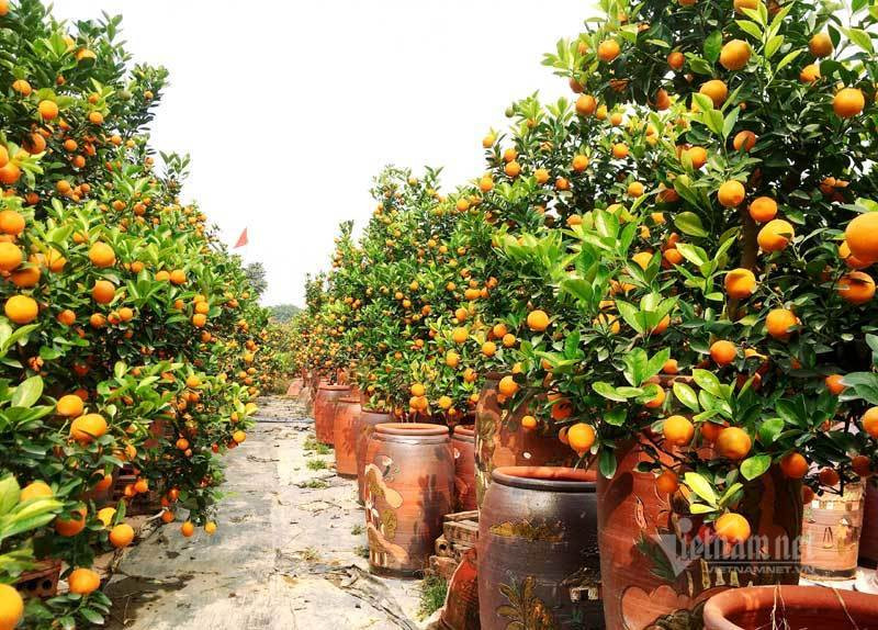 Dan Ha thanh do ra dong chon quat choi Tet, nha vuon thu tien ty-Hinh-3