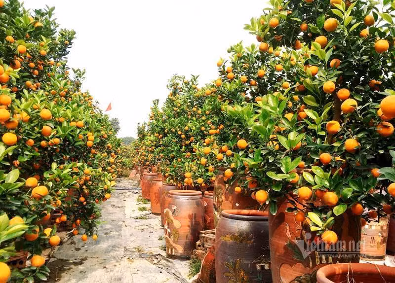 Dan Ha thanh do ra dong chon quat choi Tet, nha vuon thu tien ty-Hinh-3