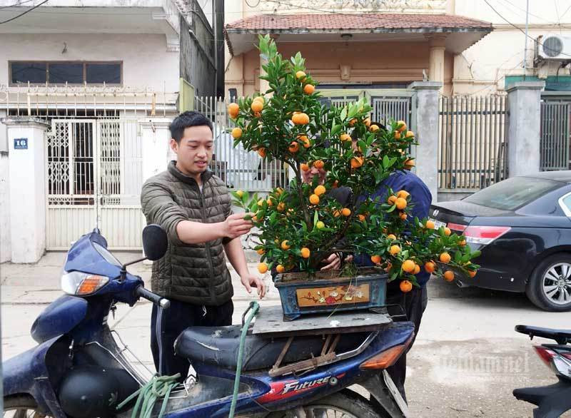 Dan Ha thanh do ra dong chon quat choi Tet, nha vuon thu tien ty-Hinh-10