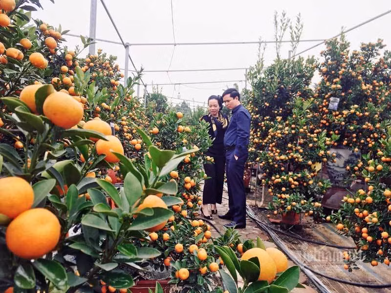 Dan Ha thanh do ra dong chon quat choi Tet, nha vuon thu tien ty-Hinh-5