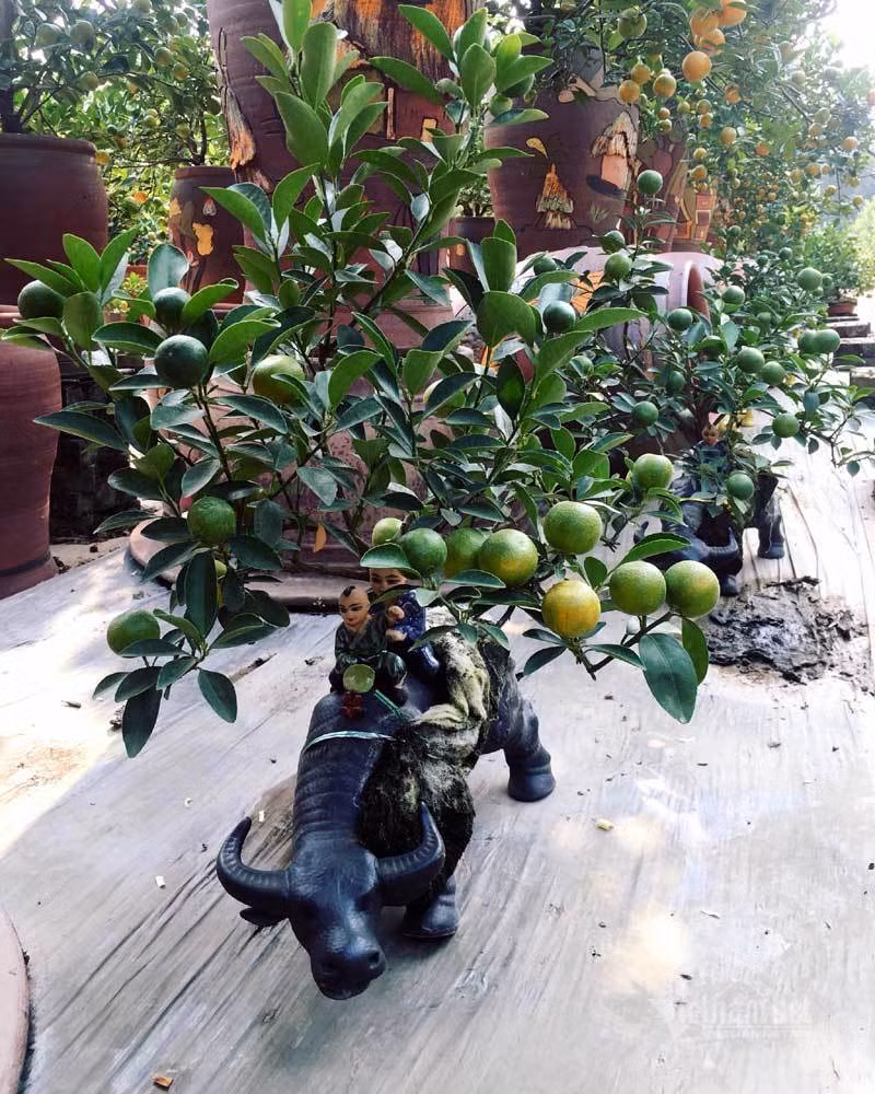 Dan Ha thanh do ra dong chon quat choi Tet, nha vuon thu tien ty-Hinh-8