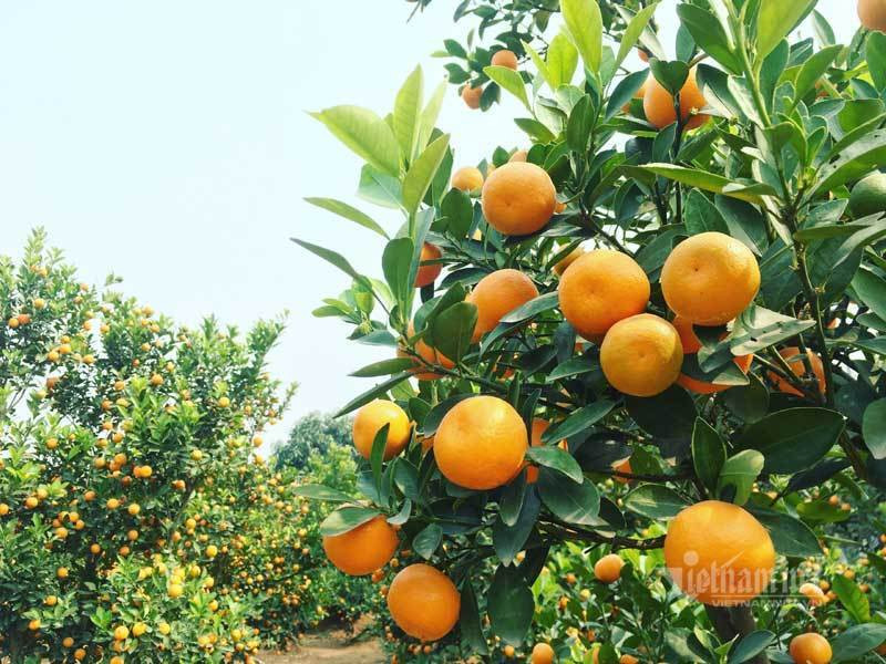 Dan Ha thanh do ra dong chon quat choi Tet, nha vuon thu tien ty-Hinh-4