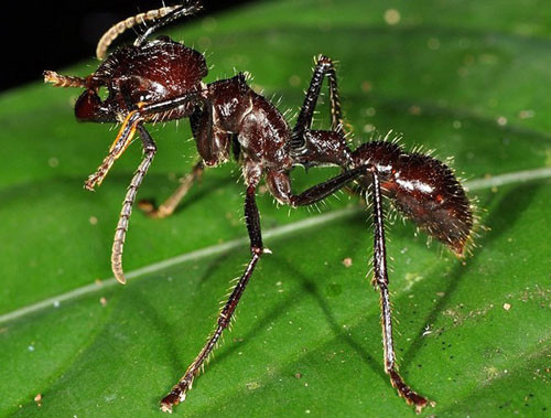 Cũng như nhiều bộ tộc khác trên thế giới, Satere Mawe - bộ tộc sinh sống ở vùng rừng rậm Amazon, châu Phi có quy định rất rõ về lễ trưởng thành. Muốn trở thành người đàn ông thực sự, những chàng trai nơi đây phải trải qua nghi lễ kỳ lạ: Để một đàn kiến đạn đốt mà không được khóc. 