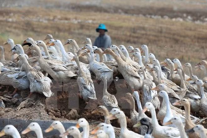 Phát hiện ổ dịch cúm H5N1 ở hộ chăn nuôi Sóc Trăng Phat hien o dich cum H5N1 o ho chan nuoi Soc Trang