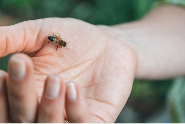 Trị nốt côn trùng đốt. Nếu bị côn trùng cắn, đừng vội sử dụng ngay các sản phẩm OTC, hãy thử tinh dầy cà phê để giảm phồng rộp và sưng đau. 7 tac dung khong ngo cua tinh dau ca phe hinh 7