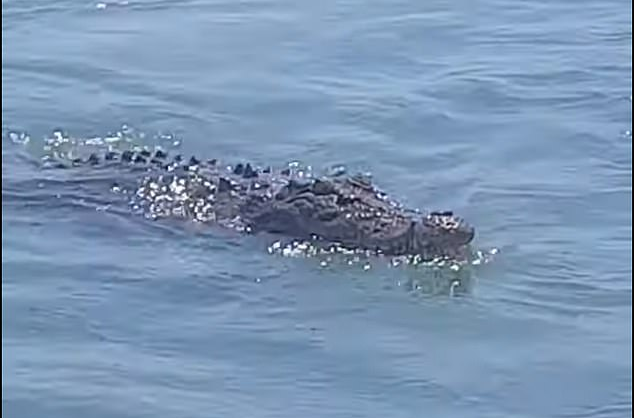 Tuong ca khung can cau, thu can moi biet 