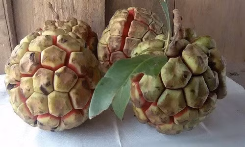 Can canh na rung 5 kg gia nua trieu dong