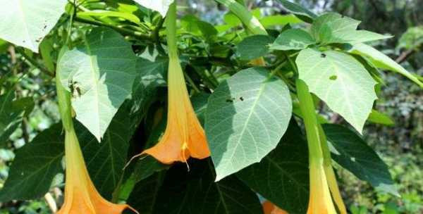 Cà độc dược: Cà độc dược là loại cây thân thảo, thường cao 1-2m, dáng thẳng, hoa lâu tàn, nở liên tục các mùa trong năm. Màu hoa trắng, vàng, tím đa dạng cùng dáng hoa rủ xuống như những chiếc kèn tuyệt đẹp nên nhiều người chọn làm hoa trồng trong nhà.