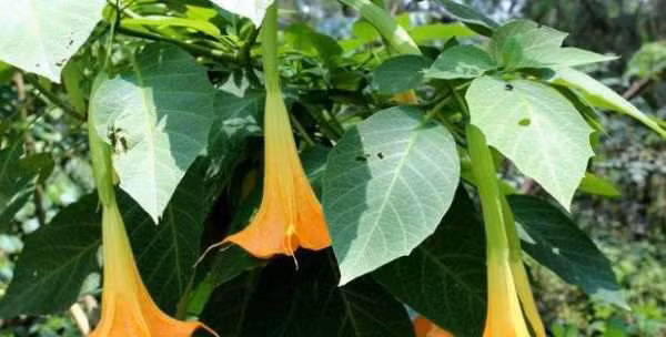 Cà độc dược: Cà độc dược là loại cây thân thảo, thường cao 1-2m, dáng thẳng, hoa lâu tàn, nở liên tục các mùa trong năm. Màu hoa trắng, vàng, tím đa dạng cùng dáng hoa rủ xuống như những chiếc kèn tuyệt đẹp nên nhiều người chọn làm hoa trồng trong nhà.