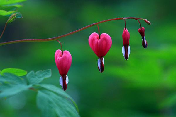 Mẫu đơn ví: Mẫu đơn ví là một loài hoa thân thảo lâu năm, hoa giống như những chiếc túi nhỏ, rất dễ thương và thú vị, chúng được gọi là "Hoa hồng Trung Quốc". Loại hoa này khá phổ biến ở các chợ cây cảnh.