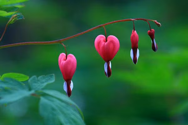 Mẫu đơn ví: Mẫu đơn ví là một loài hoa thân thảo lâu năm, hoa giống như những chiếc túi nhỏ, rất dễ thương và thú vị, chúng được gọi là "Hoa hồng Trung Quốc". Loại hoa này khá phổ biến ở các chợ cây cảnh.