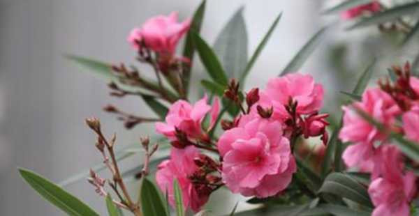 Trúc đào: Trúc đào là một chi lớn song giống trúc đào thường được trồng làm cảnh là loại hoa kép, mọc thẳng, lá mảnh. Trúc đào này toàn thân đều độc, nếu vô tình chạm vào lá, dính dịch màu trắng có thể gây dị ứng. Nguy hiểm hơn, nếu vô tình nuốt phải có thể gây ngộ độc, tử vong, dù là người trưởng thành khỏe mạnh.