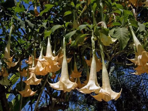 Tuy nhiên, tất cả bộ phận trên loại cây này như hoa, lá, hạt... đều chứa độc tố. Trẻ con không biết lấy ăn sẽ gây khô miệng, khó nuốt, khàn giọng, trường hợp nặng có thể tử vong. Do vậy, nếu thích ngắm hoa của cà độc dược, bạn nên trồng càng xa chỗ sinh sống càng tốt, đặc biệt tránh trồng nếu nhà có trẻ nhỏ.