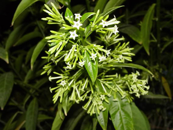 Chuyên gia cho biết, cơ thể tiếp xúc với dạ lý hương thời gian dài có thể đối diện tình trạng chóng mặt, hen suyễn cùng nhiều phản ứng nguy hại khác.