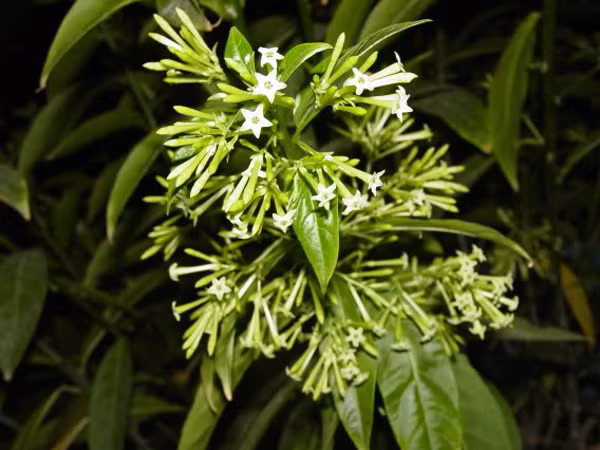 Chuyên gia cho biết, cơ thể tiếp xúc với dạ lý hương thời gian dài có thể đối diện tình trạng chóng mặt, hen suyễn cùng nhiều phản ứng nguy hại khác.