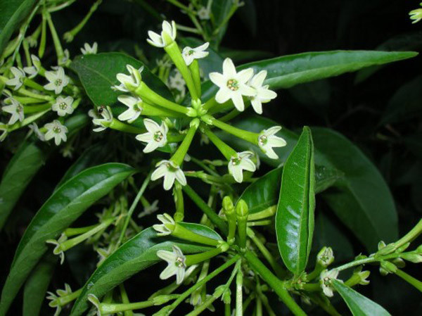 Dạ lý hương: Dạ lý hương là một loại cây rất đẹp, thời gian ra hoa kéo dài, có thể nở từ tháng 3 đến tháng 10. Cách chăm sóc tương đối đơn giản, nhiều người yêu hoa sẽ chọn trồng trong chậu và đặt ở nhà để ngửi.