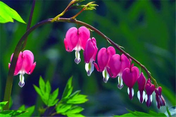 Vậy nhưng, nhiều người không biết mẫu đơn ví là loài thực vật thuộc họ Papaveraceae rất độc. Độc tính của nó cao, tương tự như cây thuốc phiện nên là loại hoa tránh trồng trong nhà. Để tốt cho các thành viên, bạn tránh trồng chúng trong nhà.