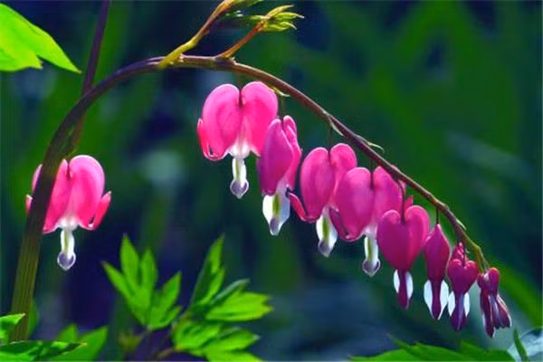 Vậy nhưng, nhiều người không biết mẫu đơn ví là loài thực vật thuộc họ Papaveraceae rất độc. Độc tính của nó cao, tương tự như cây thuốc phiện nên là loại hoa tránh trồng trong nhà. Để tốt cho các thành viên, bạn tránh trồng chúng trong nhà.